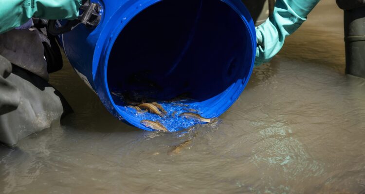 Parte de los 200 ejemplares reintroducidos en el-rio Manzanares