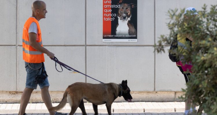 Voluntario paseando a perro en CPA