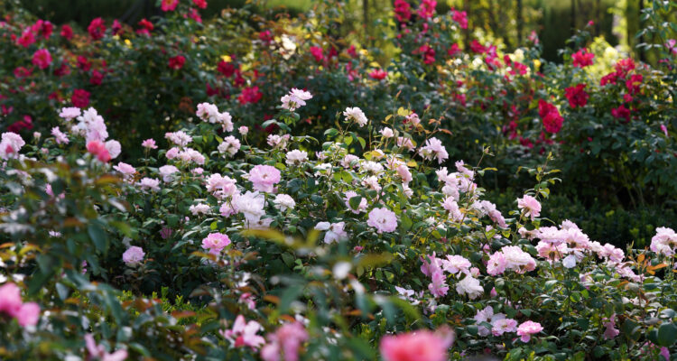 Carabante visita la Rosaleda de los jardines del Buen Retiro
