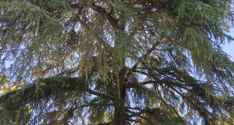 Imagen del cedro del Himalaya (Cedrus deodara) en los jardines del Buen Retiro