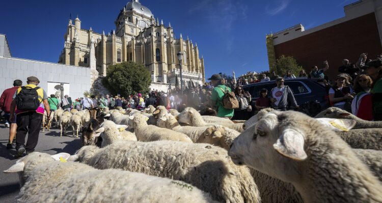 8.Fiesta de la Trashumancia 26 frente a catedral de la Almudena