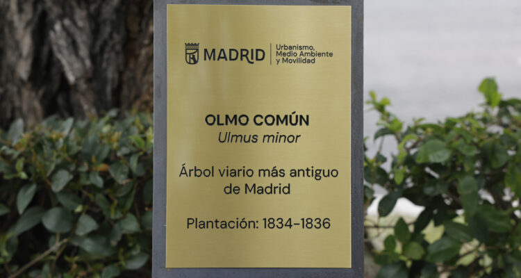 Cartela del árbol viario más antiguo de Madrid