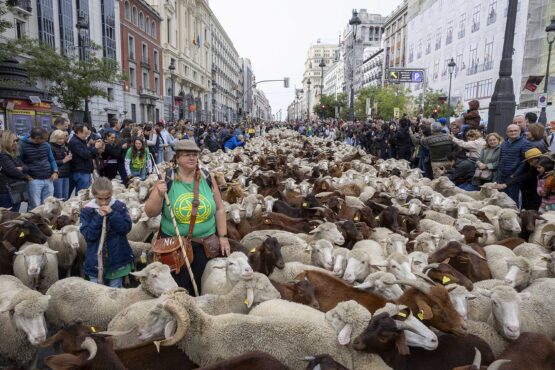 Imagen de la Fiesta de la Trashumancia 2025 en la calle de Alcalá