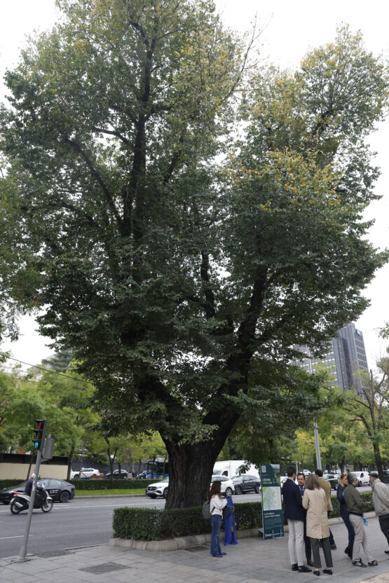 Imagen del árbol viario más antiguo de Madrid, ubicado en el paseo de la Castellana