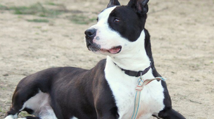 Lucki, perro de pelaje blanco y negro, tumbado en el suelo junto a una pelota verde en una zona exterior.