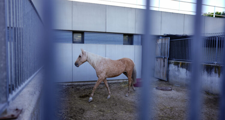 Centro de Protección Animal del Ayuntamiento de Madrid