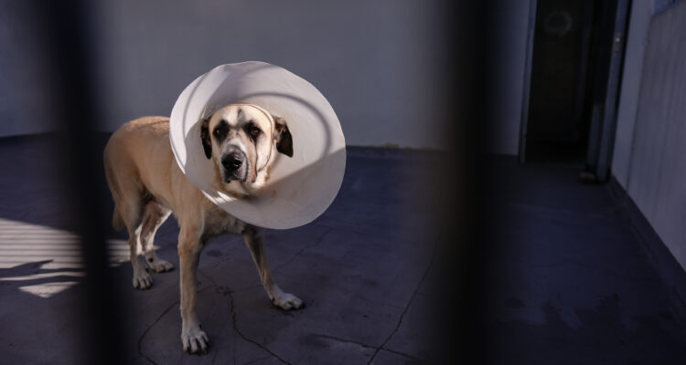 Perro de pelaje beige con collar isabelino en una de las instalaciones del Centro de Protección Animal del Ayuntamiento de Madrid.