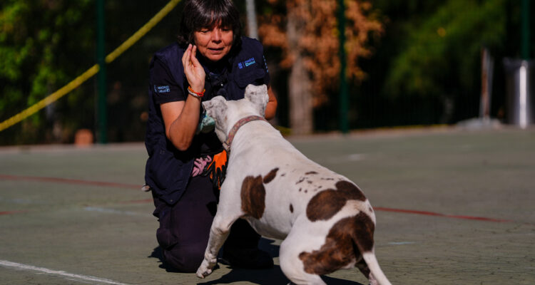 Profesional de Madrid Salud arrodillada frente a un perro blanco con manchas marrones durante una actividad en el Centro de Protección Animal.