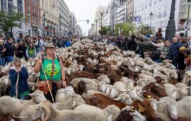Rebaño de ovejas y cabras recorre la calle de Alcalá durante una edición anterior de la Fiesta de la Trashumancia en Madrid, rodeado de pastores y numerosos espectadores.