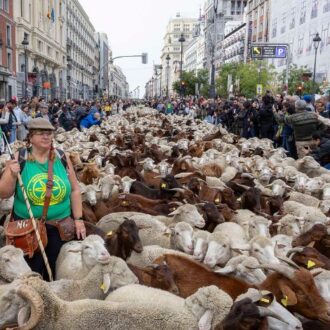 Rebaño de ovejas y cabras recorre la calle de Alcalá durante una edición anterior de la Fiesta de la Trashumancia en Madrid, rodeado de pastores y numerosos espectadores.