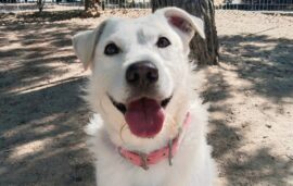 Zeus, perro disponible para adopción en el Centro de Protección Animal del Ayuntamiento de Madrid.