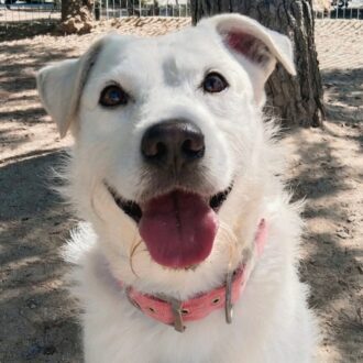 Zeus, perro disponible para adopción en el Centro de Protección Animal del Ayuntamiento de Madrid.