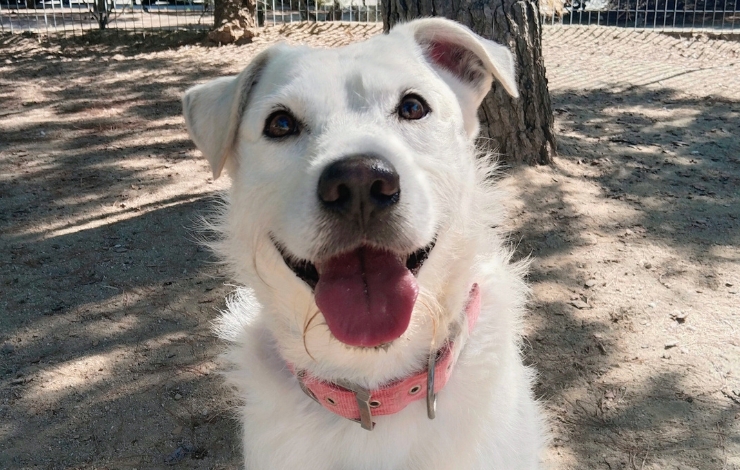Zeus, perro disponible para adopción en el Centro de Protección Animal del Ayuntamiento de Madrid.