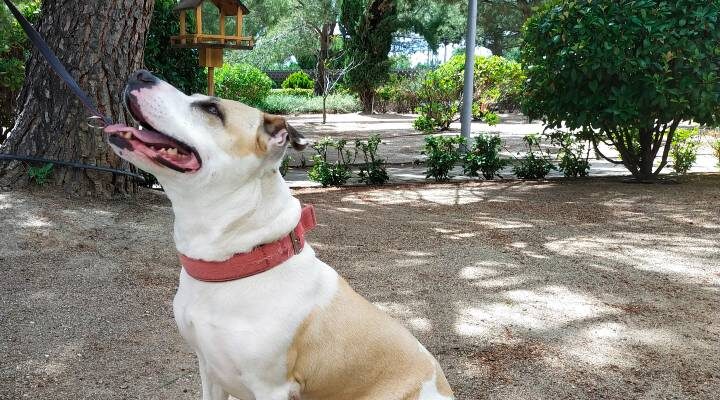 Brenda, perra de pelaje blanco y beige con collar rosa, sentada en una zona exterior arbolada del Centro de Protección Animal de Madrid.