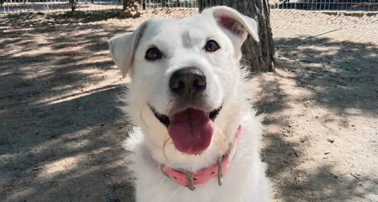 Zeus, perro de pelaje blanco y collar rosa, sentado al aire libre y mirando a la cámara con la lengua fuera.